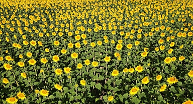  Ayçiçeği tarlaları görsel şölen sunuyor