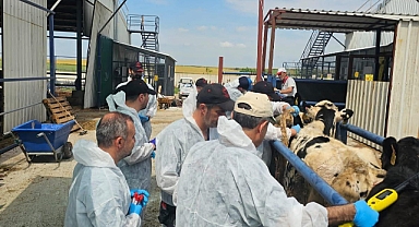 Havsa’da İthal Damızlık Düvelerde Sağlık Taramaları Sürüyor