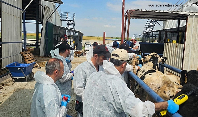 Havsa’da İthal Damızlık Düvelerde Sağlık Taramaları Sürüyor