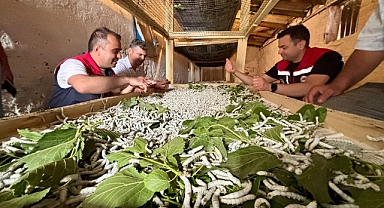 İpek Böceği Larvalarının Gelişimi Yerinde İncelendi