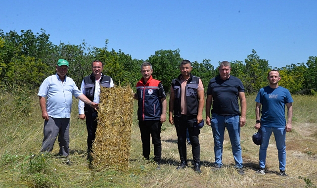 Mera otları balyalanarak hayvancılığa destek sağlanıyor