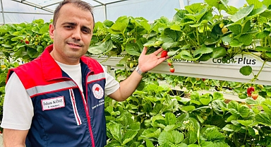 Topraksız çilek üretimi sürdürülüyor