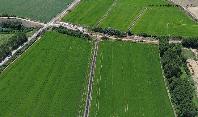 Çeltik üretim alanı 500 bin dekara ulaştı