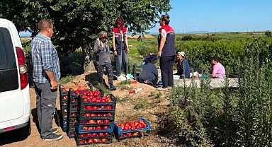 Edirne'nin İpsala ilçesinde şeftali hasadı başladı.