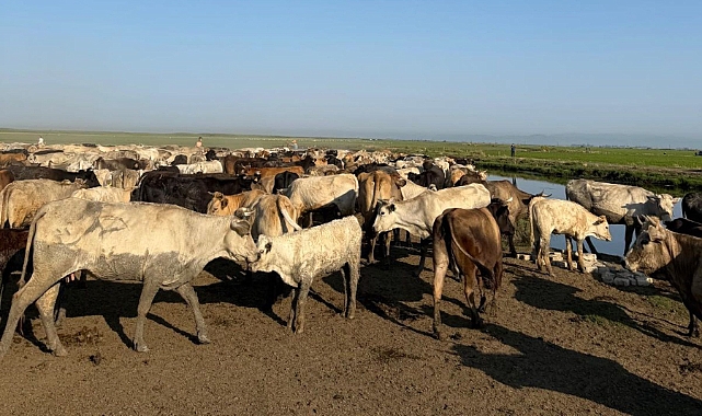 Gala'nın Yükselen Suları Göçü Başlattı