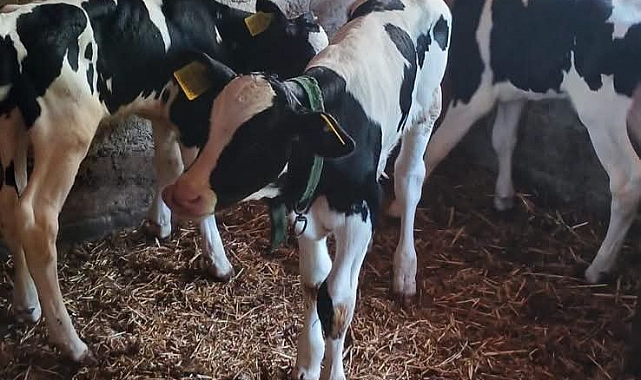 Holstein İnek Üçüz Buzağı Dünyaya Getirdi