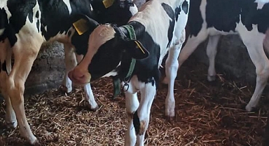 Holstein İnek Üçüz Buzağı Dünyaya Getirdi