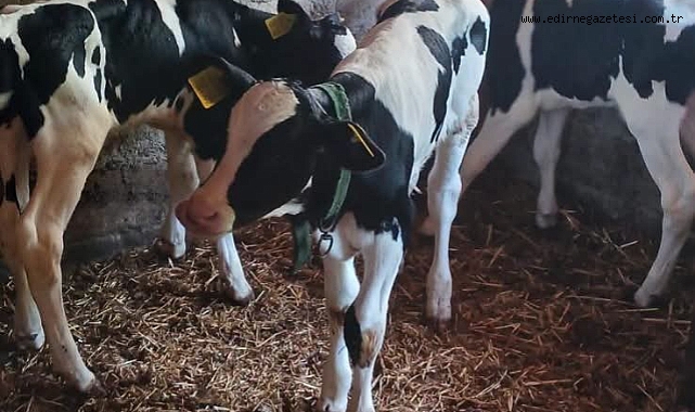 Holstein İnek Üçüz Buzağı Dünyaya Getirdi