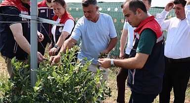 İpsala'da Yaban Mersini Hasadı Başladı