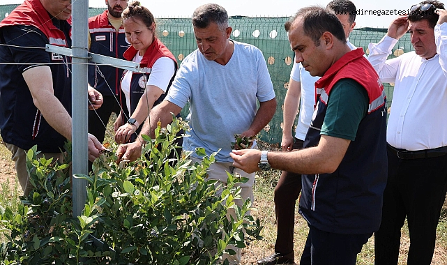 İpsala'da Yaban Mersini Hasadı Başladı