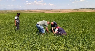 İpsalada Dolu Tarlaları Vurdu