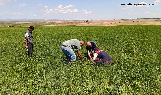 İpsalada Dolu Tarlaları Vurdu