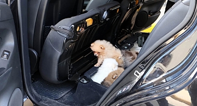 Kapıkulede Yavru Köpekler Bulundu