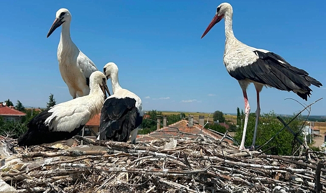 Köylülerin Dikkati Leyleği Kurtardı