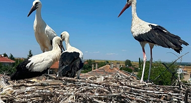 Köylülerin Dikkati Leyleği Kurtardı