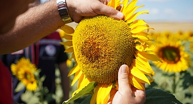 Yağışlar Ayçiçeğine Can Suyu Oldu