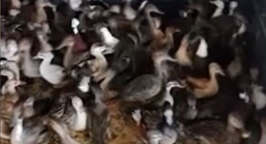 257 yabani kanatlı kuş koruma altına alındı