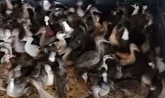 257 yabani kanatlı kuş koruma altına alındı