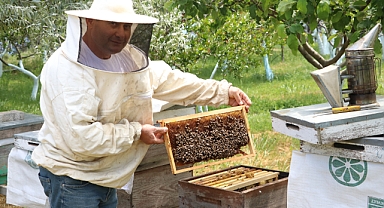 Arılarla yeni bir yaşam kurdu