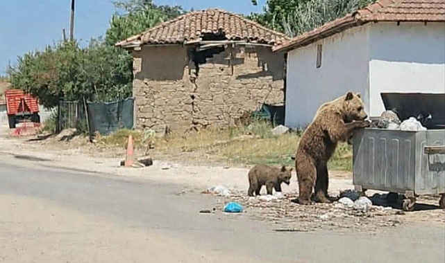 Boz Ayı Meriç'in Köylerini Geziyor 