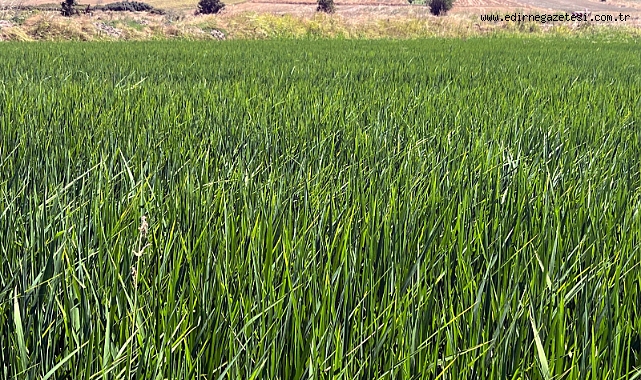 Çeltikte Umut Veren Sezon