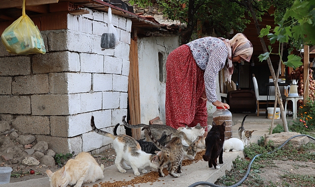 Emekli çift, sahipsiz kediler için bahçelerini yuvaya dönüştürdü
