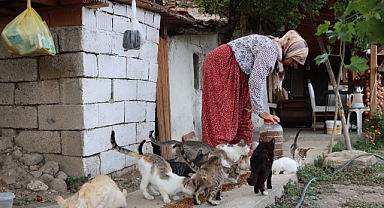 Emekli çift, sahipsiz kediler için bahçelerini yuvaya dönüştürdü
