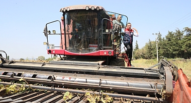 Gizligider, Edirne'de ayçiçeği hasadına katıldı