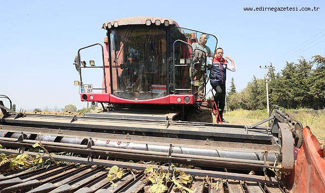 Gizligider, Edirne'de ayçiçeği hasadına katıldı