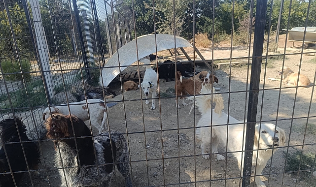 Hayvan barınağında 1928 köpek ve 55 kedi barınıyor