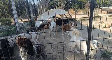 Hayvan barınağında 1928 köpek ve 55 kedi barınıyor
