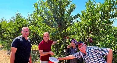 İpsala’da Şeftali Hasadı Gerçekleştirildi
