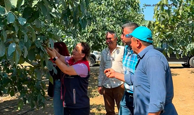Karaağaç Köyü’nde Ceviz Bahçelerinde Bitki Sağlığı Kontrolü