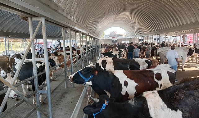 Keşan'da büyükbaş canlı hayvan pazarı kuruldu.