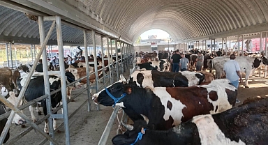 Keşan'da büyükbaş canlı hayvan pazarı kuruldu.