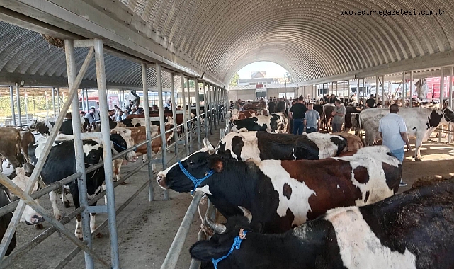 Keşan'da büyükbaş canlı hayvan pazarı kuruldu.