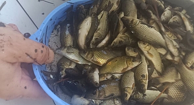 Komşu İle 603 Bin Yavru Sazan