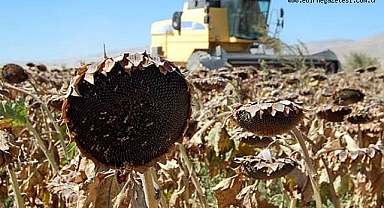 Lalapaşa’da 2026 Ayçiçek Biçim Fiyatı Belirlendi