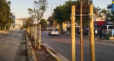 Refüjler Yeşilleniyor