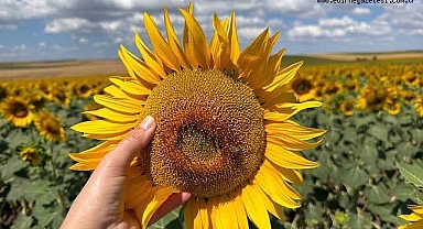 Vergi düştü fiyat geriledi