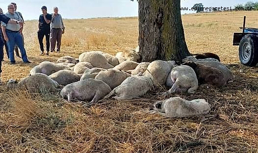 Yıldırımda Hayvanları Telef Olan Üreticiye Destek Kampanyası