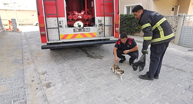 AĞAÇTA MAHSUR KALAN KEDİ KURTARILDI