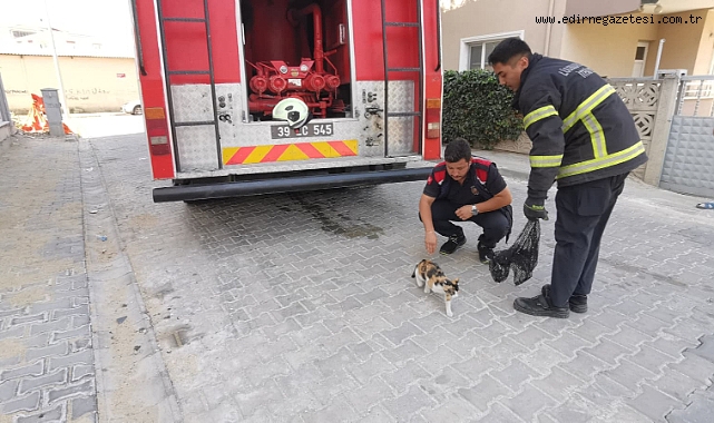 AĞAÇTA MAHSUR KALAN KEDİ KURTARILDI