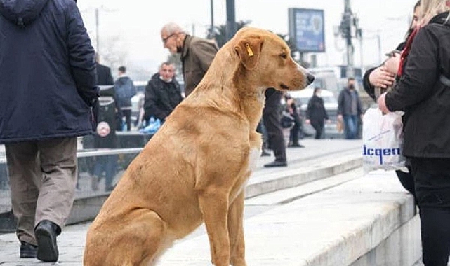 Bakan Çiftçi’nin açıklaması sonrası gözler Edirne’ye çevrildi