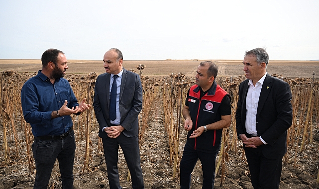 Edirne'de Kuraklığa Dayanıklı Ayçiçeği