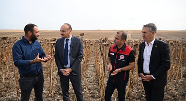 Edirne'de Kuraklığa Dayanıklı Ayçiçeği