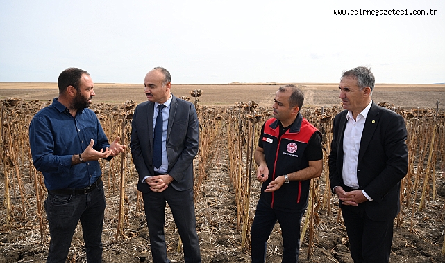 Edirne'de Kuraklığa Dayanıklı Ayçiçeği