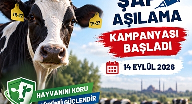 Edirne'de şap aşılama kampanyası başladı