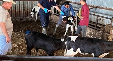 Hayvanlara Aşılama ve Küpeleme