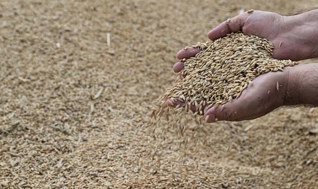 Hububat piyasasında Eylül fiyatları belli oldu